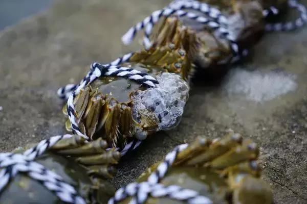 阳澄湖大闸蟹的未解之谜,阳澄湖大闸蟹怎么保证不死