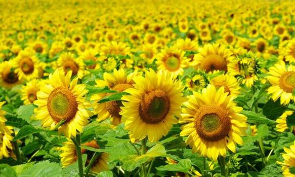 南京国庆假期有哪些免费景点推荐,国庆期间南京有哪些景点免费