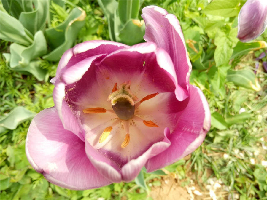 魅蓝明年旗舰,魅蓝系列排行