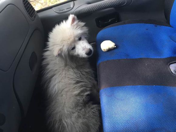 路边捡到一只萨摩耶,捡到萨摩耶有狗癣