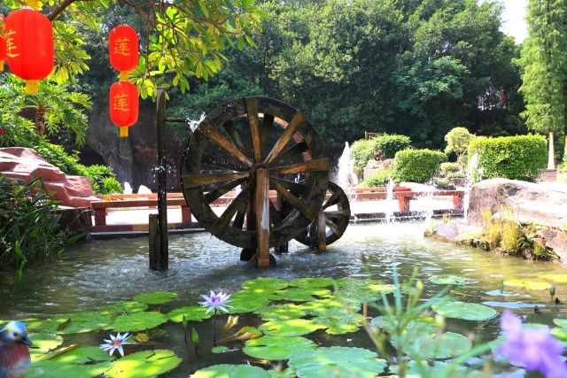 广州莲花山睡莲池,广州市莲花山睡莲