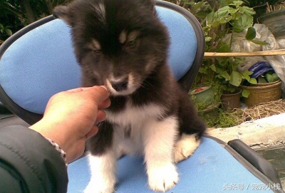 花了5000块钱买了一只阿拉斯加,花了4千买一条狗