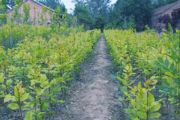 农民加入合作社后可以退出吗,农村成立合作社个人怎么办