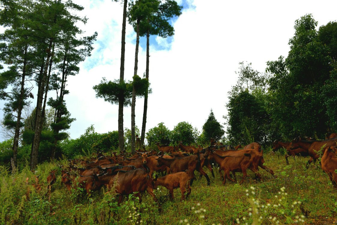 养鸡养羊还养生，德宏的这个地方，去了就不想走了！