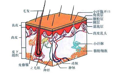 白癜风治疗疗效评价标准-自体表皮黑素细胞移植