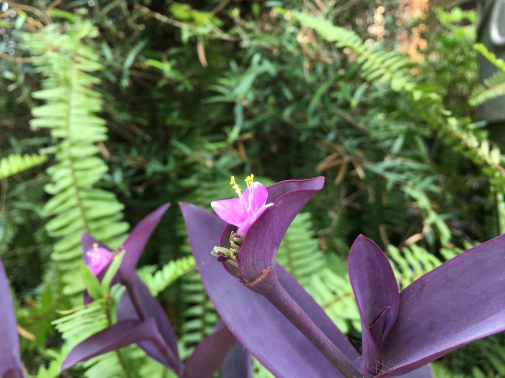 iphone7plus详细评测,苹果7plus测评还值得购买吗