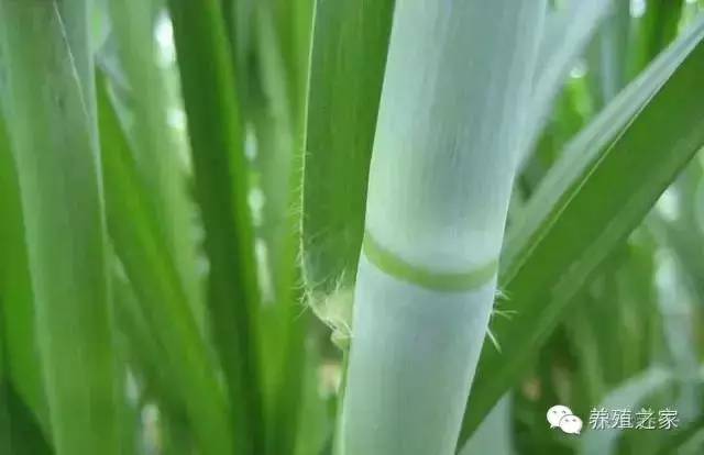 教你养牛教程,教你养牛