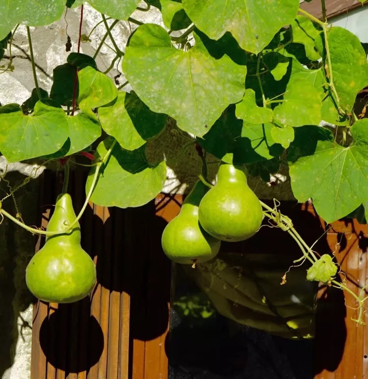 心中有爱人生才能一路芬芳,心若有阳光一路都是芬芳