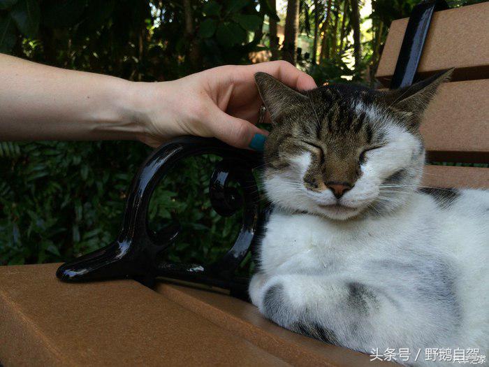 野鹅旅行,野鹅自驾无人区