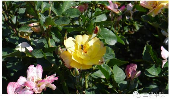 疆域风情玛纳斯,玛纳斯冰雪风情旅游季