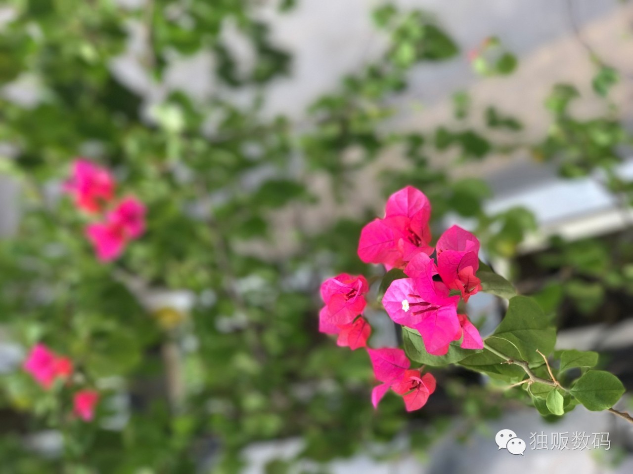 iphonexsmax拍照景深,苹果手机拍照景深效果怎么调