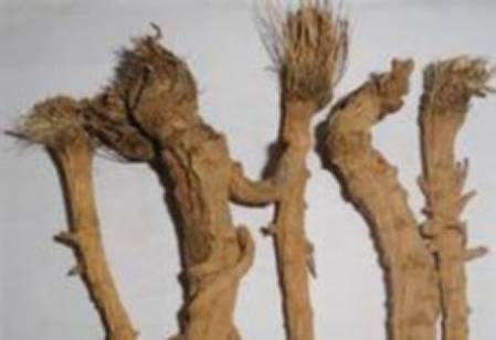 防风野生中药功效,防风功效中药药方