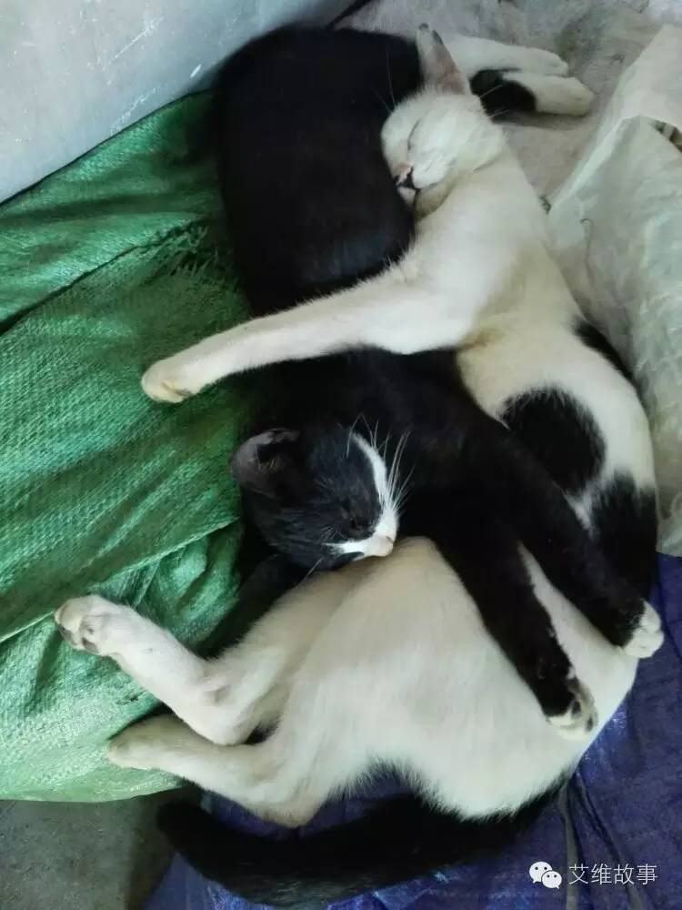 艾维wwoofer之：希望的曙光，为你为我