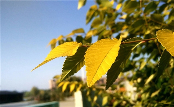 小米5S手机到底怎么样,小米5s还有必要入手吗