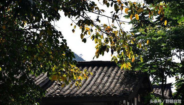 新疆野鹅自驾游视频,野鹅圣诞节自驾游