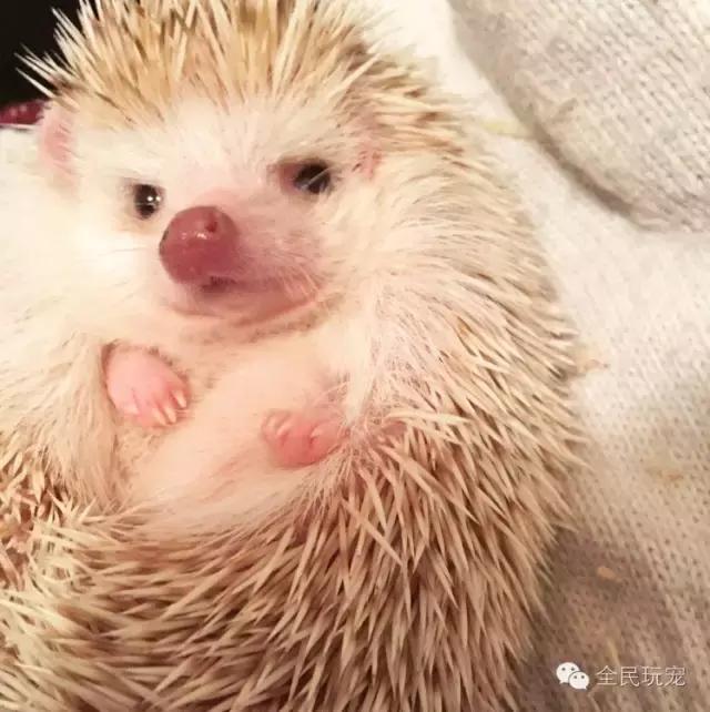 养的小刺猬知道饥饱么,养刺猬的感受