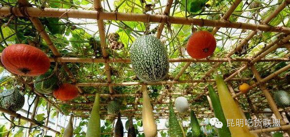 昆明大板桥农家乐的好去处,昆明农家乐烧烤游玩