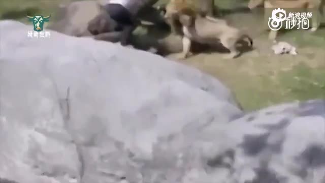 中国游客泰国遭欺诈:说好40元变600元，导游让花钱了事