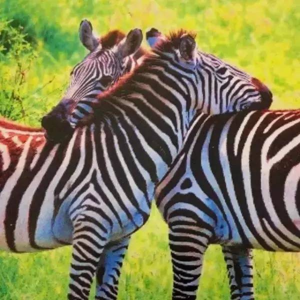 高级合照双人手势,男女拥抱接吻写真高级感照片