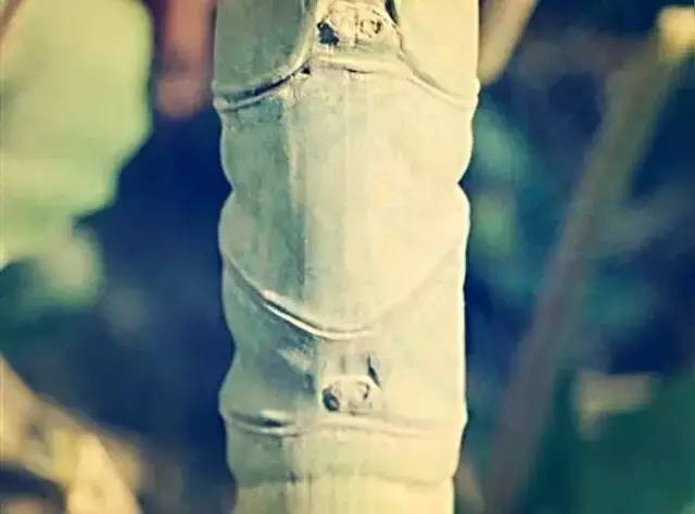 马云称:这是中国独有智慧,比任何材质更具风韵气质-竹,风