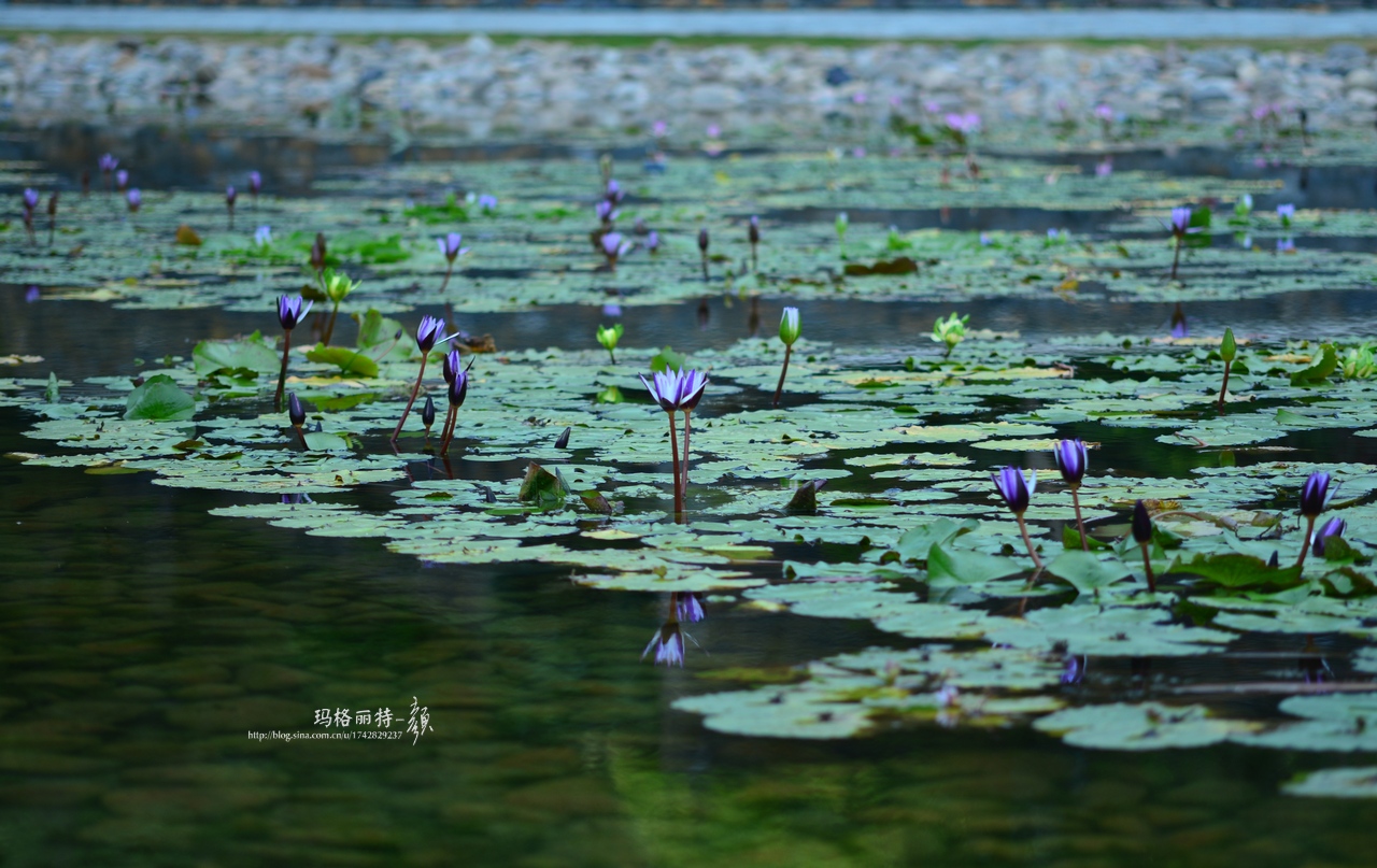 辰山植物园睡莲拍照,行摄洪湖荷花展