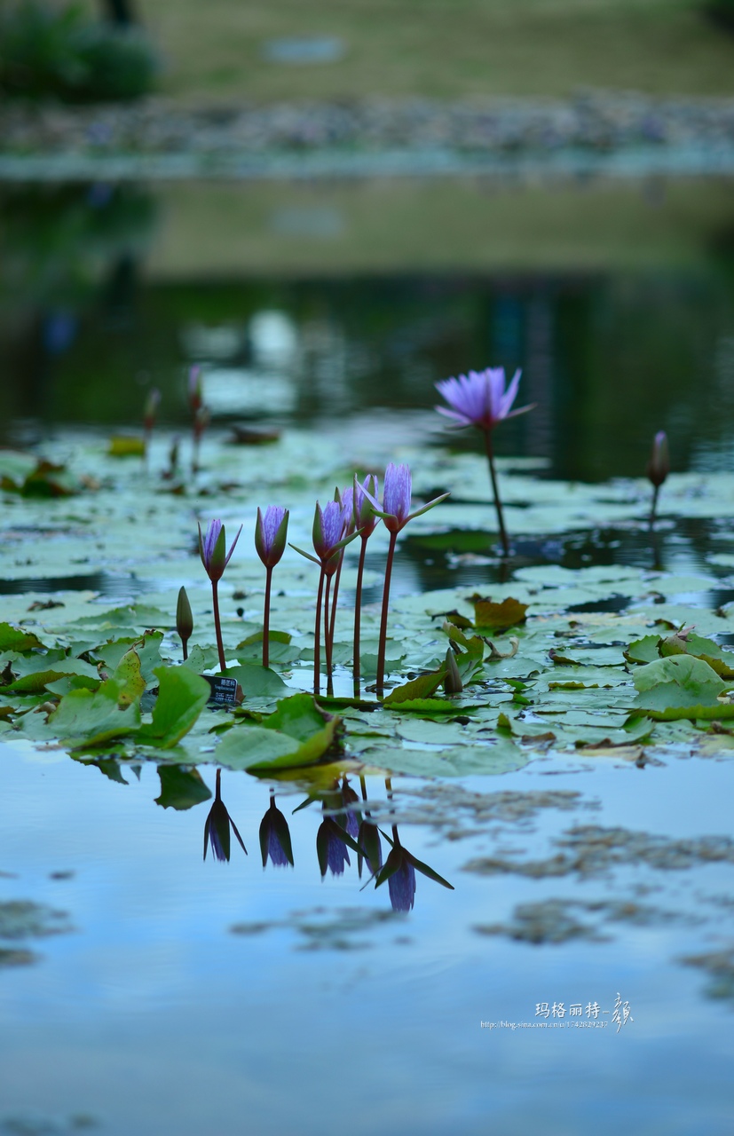辰山植物园睡莲拍照,行摄洪湖荷花展