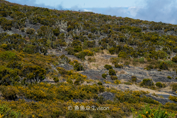 传说中的金银岛1993,金银岛宝藏传说是真的还是假的