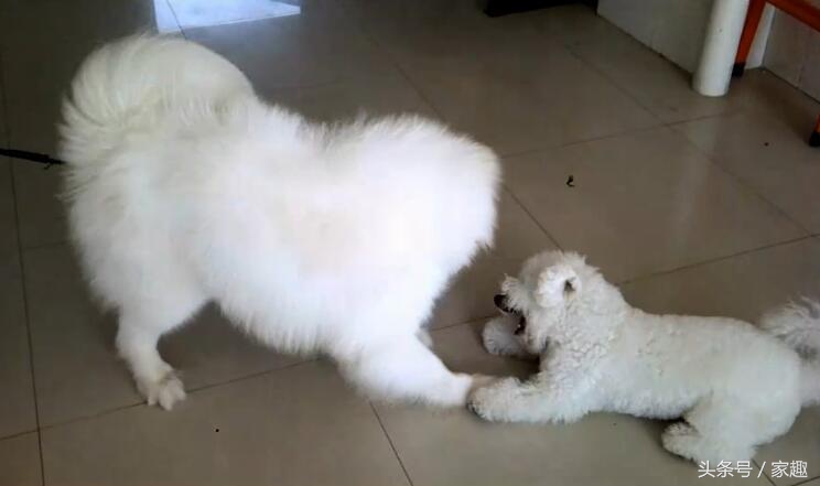 萨摩耶对战哈士奇,萨摩耶大战阿拉斯加犬