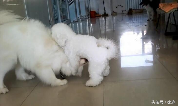 萨摩耶对战哈士奇,萨摩耶大战阿拉斯加犬