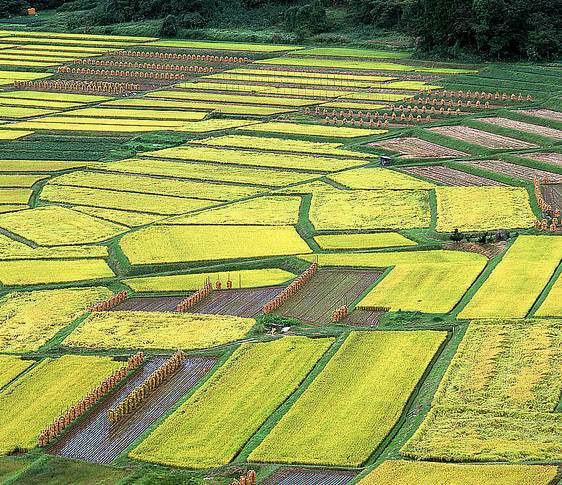 猫粮进口与国产成本对比,国产猫粮厂分析