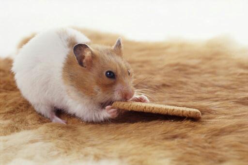 仓鼠有一股药味怎么办,怎么去除仓鼠难闻的味道