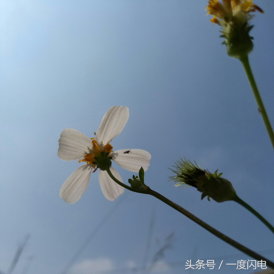 魅蓝手机u10,魅蓝u10白色