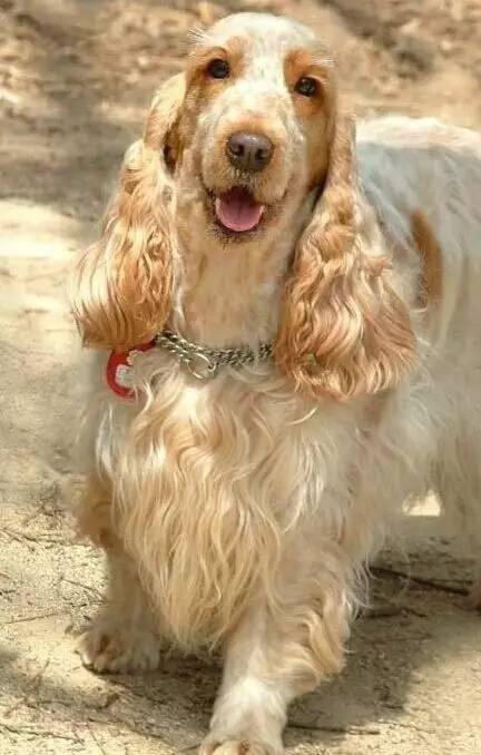 狗萌宠有哪些品种,18种萌宠狗狗