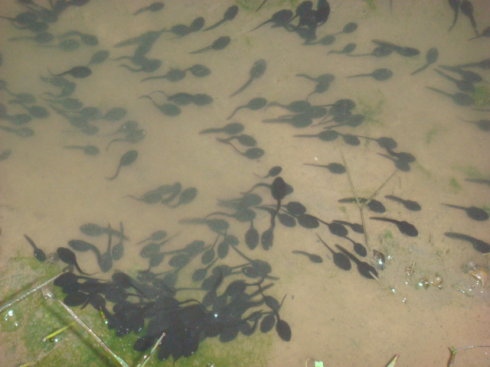 养了一群小蝌蚪最后变成了癞蛤蟆,养一只小宠物当做蝌蚪会怎么样