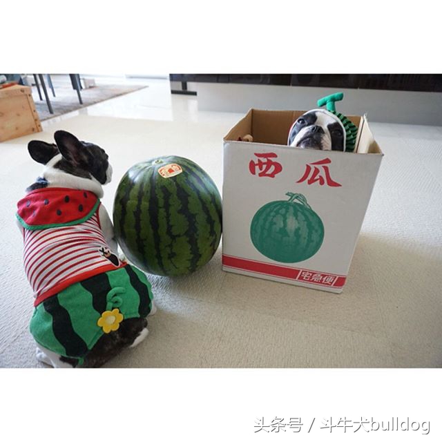 法国斗牛犬它的最大特点,法国斗牛犬性格特点