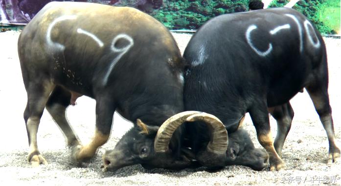 2018年贵州超级牛王争霸赛,2022年贵州牛王争霸赛第一名