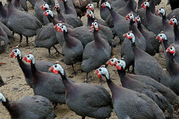 如何开发大型动物养殖场,农村小型养殖场怎么办理手续