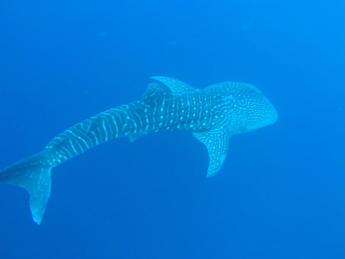 菲律宾潜水游记 (回忆菲律宾潜水的时光)