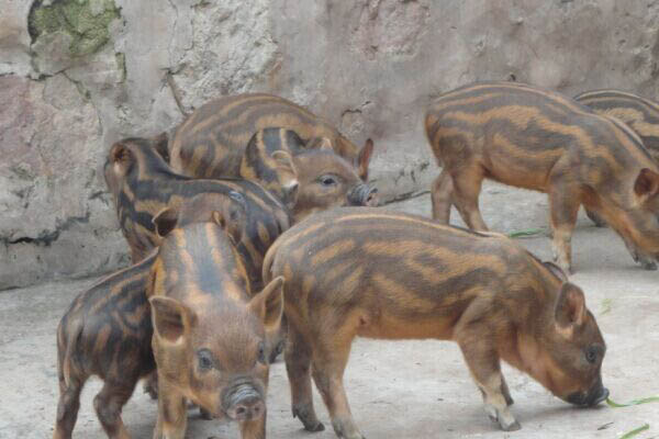 如何开发大型动物养殖场,农村小型养殖场怎么办理手续