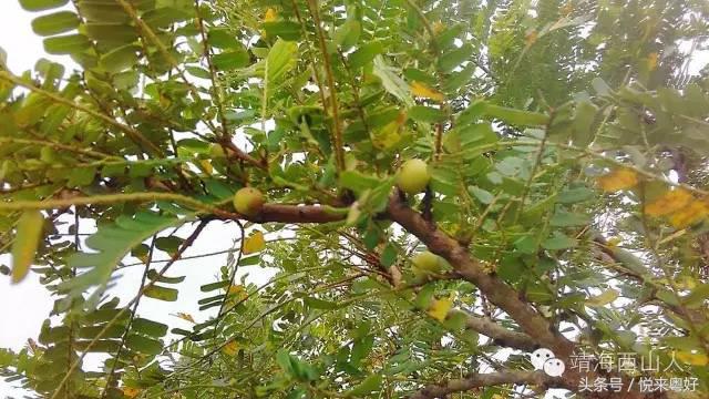 揭阳市惠来县靖海镇西山村大劲山，你还是让我怀念