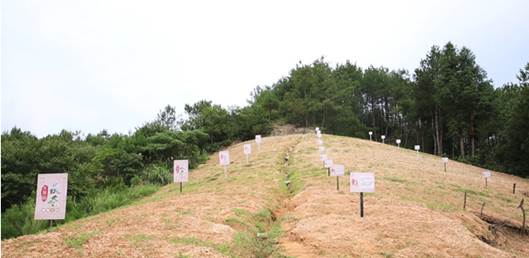 匠心制造传美名大别山下出茯苓