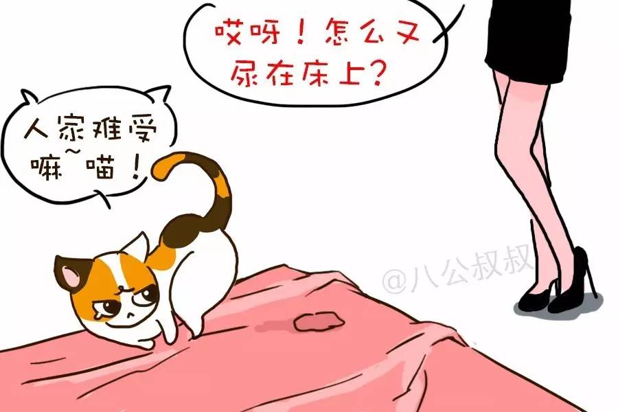 猫咪一直寻求主人抚摸是怎么回事,猫咪原来很粘人突然不亲近主人了