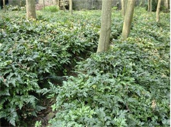 黄连今日行情分析,黄连会跌价吗