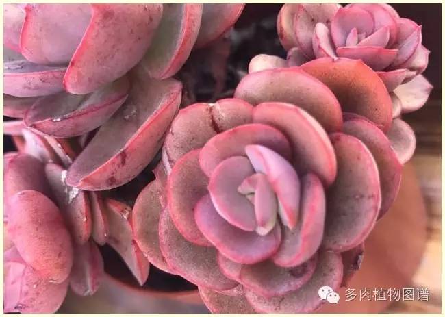 才离家半个月，回来后看到家里的多肉一阵狂喜~