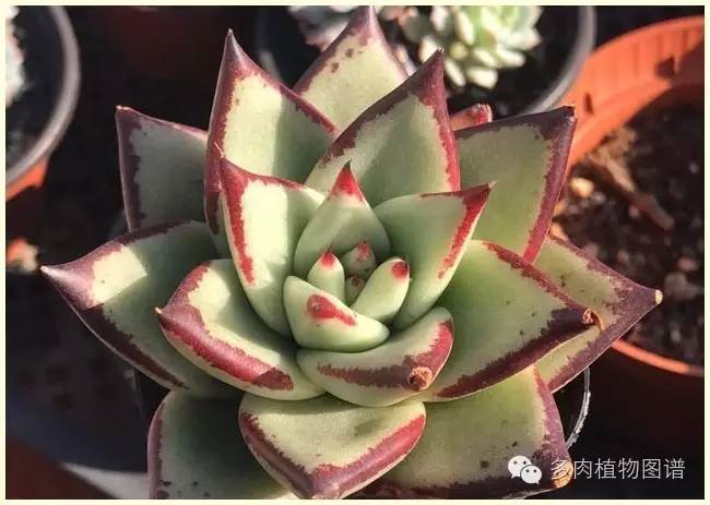 才离家半个月，回来后看到家里的多肉一阵狂喜~