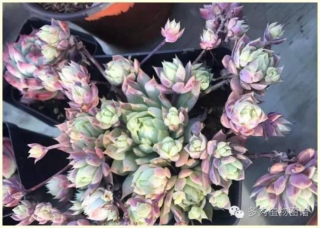 才离家半个月，回来后看到家里的多肉一阵狂喜~