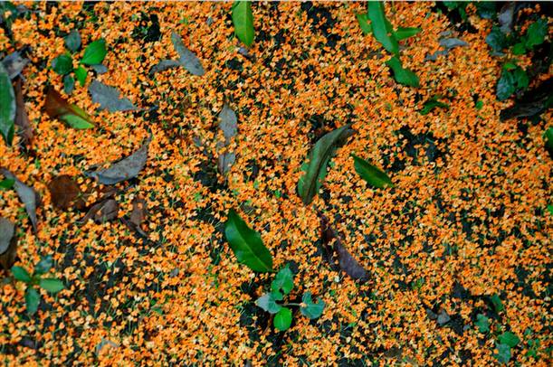 把桂花的香味藏在口中,把桂花喝下去把香气留下来