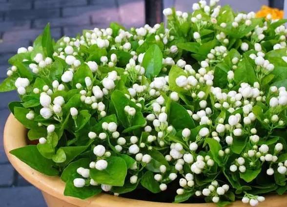 12种药材,滁州道地药材有哪些