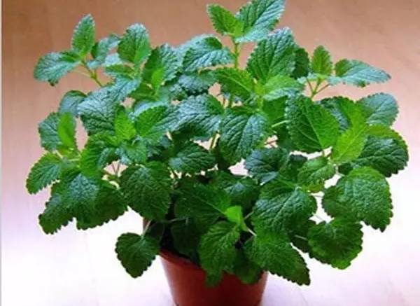 12种药材,滁州道地药材有哪些