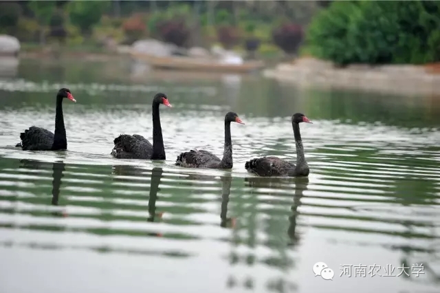 特别策划三分钟过后，农大小石榴马上开挂成老鸟！